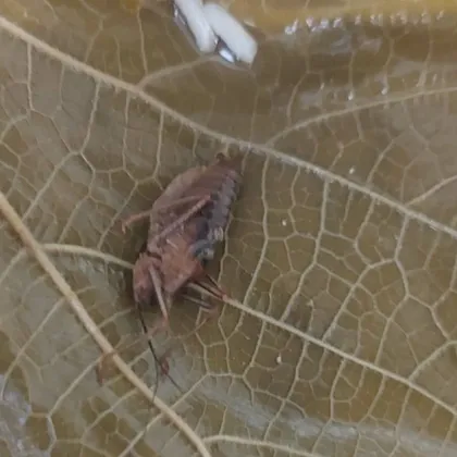 Жена откри "стерилизиран звяр" в буркан с лозови листа СНИМКИ