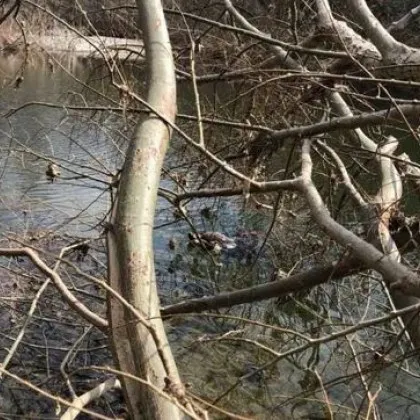 Откриха отровен черен лешояд в защитена зона СНИМКИ