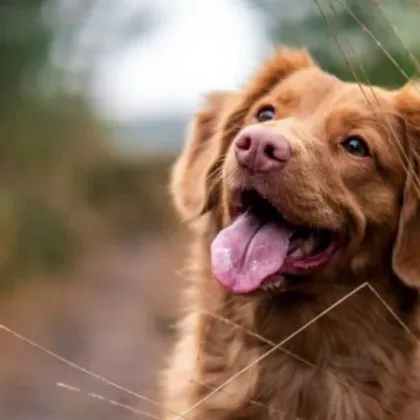 Лай, миризми и теч: Гледат 17 кучета в апартамент