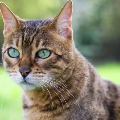 Лекари предупреждават за гъбична инфекция, предавана от котки