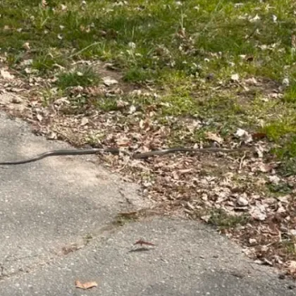 Пролетта събуди змиите: Жена се натъкна на влечугото в парк СНИМКА