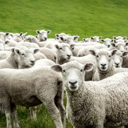 Засилват мерките срещу шап и шарка в Благоевградско