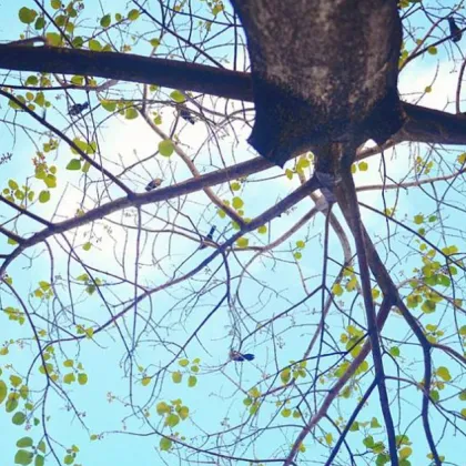 Голямо дърво падна в Рим, двама души са ранени