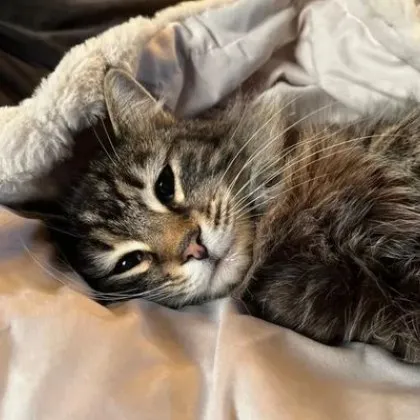 Куриер отмъкна домашна котка, грози го затвор ВИДЕО