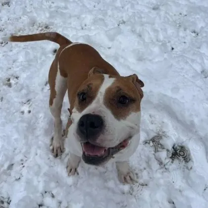 Осиновиха кучето Теро, за чиято история GlasNews ви разказа в понеделник