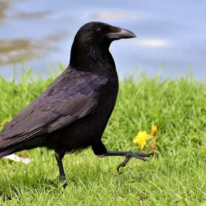 Разстреляха гарвани в наш град