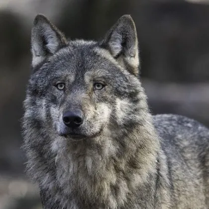 Вълк ухапа жена край гара