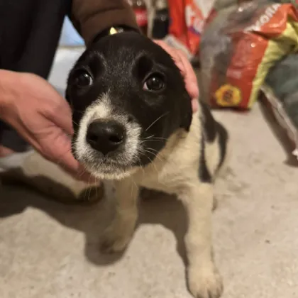 Изоставиха малко кученце в пловдивско село. Ще намери ли дом? СНИМКИ