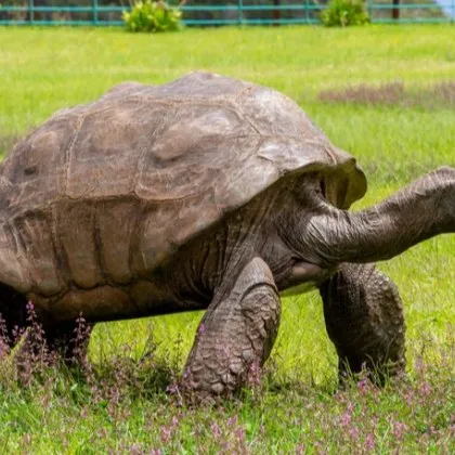 Най-старата костенурка в света не е починала, "смъртта" ѝ се оказа измама