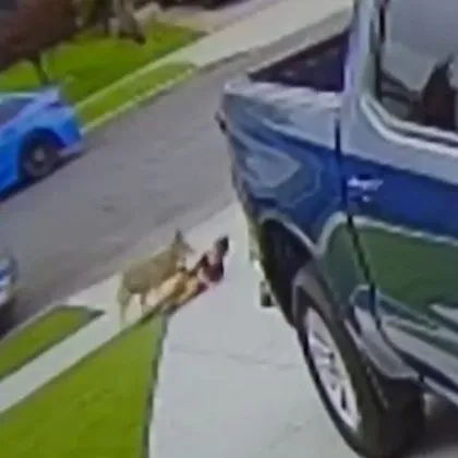 Койот се нахвърли на тригодишно дете ВИДЕО