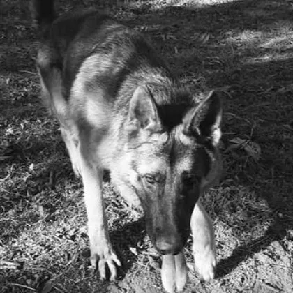 Отровиха домашно куче, намиращо се двора на стопаните си СНИМКА