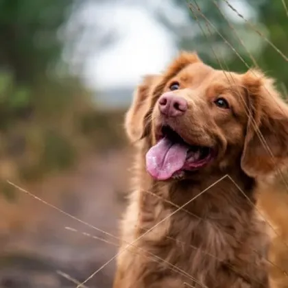 Учените разкриха: 17 признака показват, че любимото куче изпитва болка