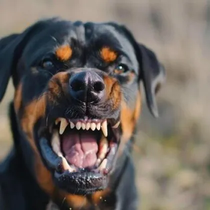 Домашен питбул нахапа две деца в Бургас