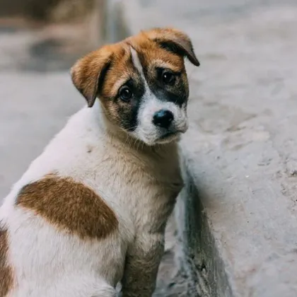 Рекорден спад на бездомните кучета в София