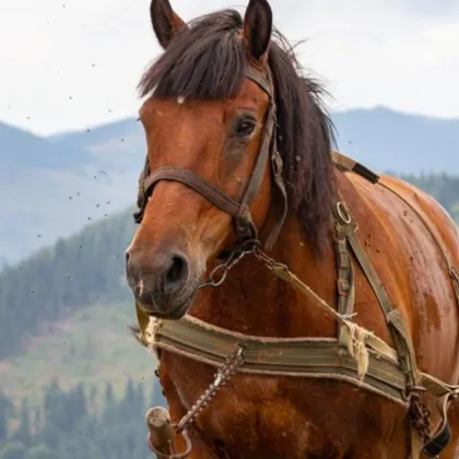 Кон нахапа жена в Килифарево