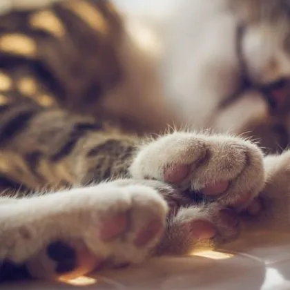 Откриха обесена котка пред входна врата на жилище в Арбанаси