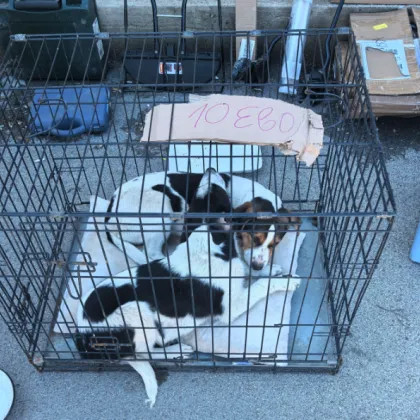 "Това не са кокошки": Продават кученца в клетка за 10 евро СНИМКА