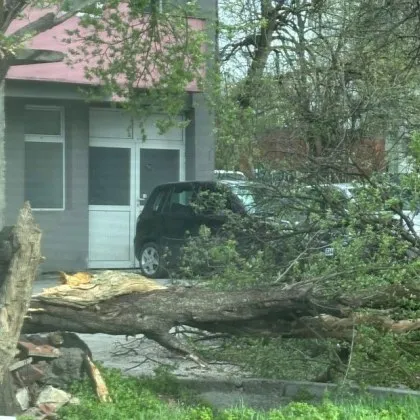 Огромно дърво рухна пред блок в Плевен СНИМКИ