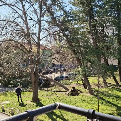Подаден сигнал, нулева реакция: дърво рухна върху коли в София СНИМКИ