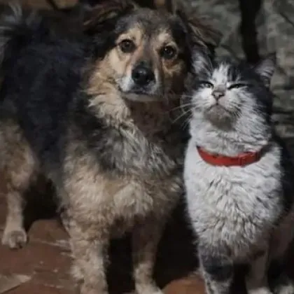 Дрон спаси куче и котка от фронтовата линия