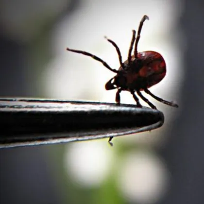 След разходка във Видин: Кърлеж се прикрепи към пъпчето на бебе СНИМКА