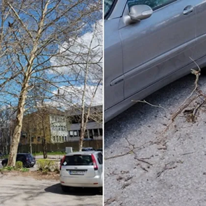 Жител на Плевен предупреждава за опасни дървета, клони паднаха върху колата му СНИМКИ