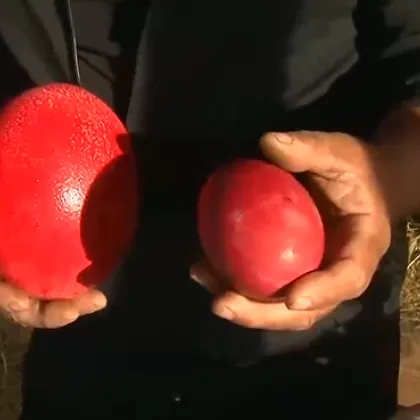 Боядисаха великденски яйца от над 40 вида птици в зоопарка в Бургас