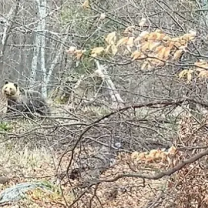 Турист се натъкна на мечка в Стара планина ВИДЕО