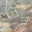 Турист се натъкна на мечка в Стара планина ВИДЕО
