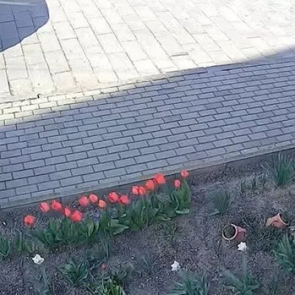 Дама си накъса цъфнали лалета, не остана незабелязана ВИДЕО