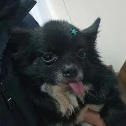 Ужас край Асеновград: питбул разкъса куче пред очите на дете, стопанинът избяга