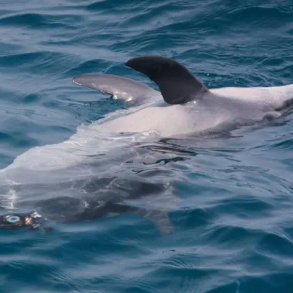 МОСВ сезира прокуратурата за масовата смърт на птици и делфини край Шабла