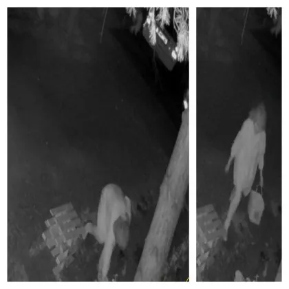 Нощна &bdquo;градинарка" в Младост: по пижама, с торбичка и&hellip; чужди цветя за вкъщи ВИДЕО