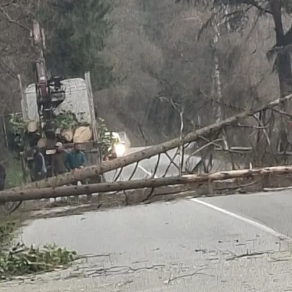 Паднали дървета блокираха пътя Самоков - София тази сутрин