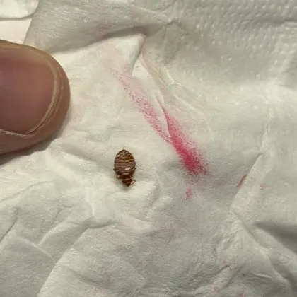 Сигнал: Откриха дървеница във влак на БДЖ СНИМКА