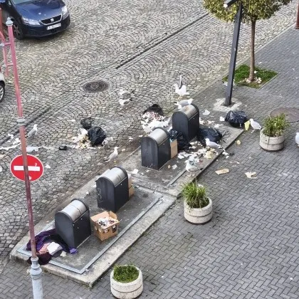 "Ганьо си оставя боклука": Гларусите довършват гледката в центъра на Бургас СНИМКИ