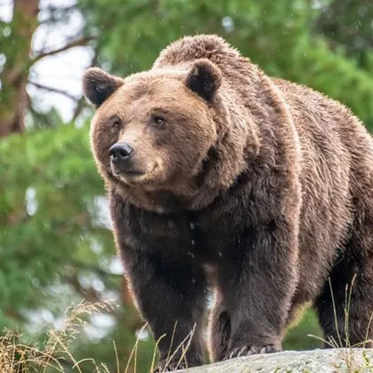 Мечка е забелязана в района на язовир "Кричим"