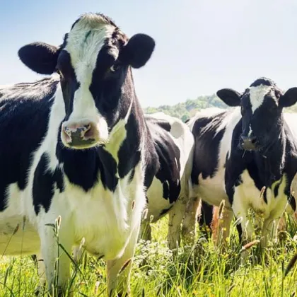 Разпространението на шап по животните в Кипър не спира