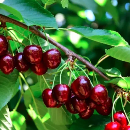 След слаб сезон: Черешите тази година обещават изобилие