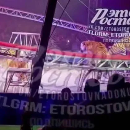 В Ростов на Дон по време на цирково представление тигър
