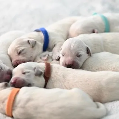 Мъж преби до смърт женско куче и 9 палета