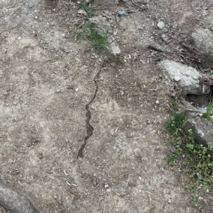 Опасност за деца и кучета: Борова процесионка е забелязана в София