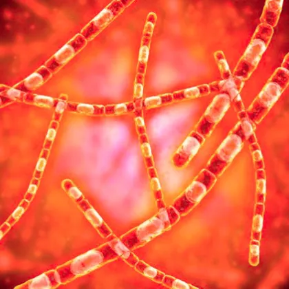 БАБХ: Има опасност от разпространение на антракс от огнището в Силистренско