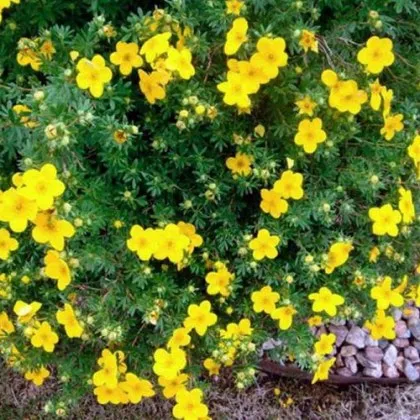 Малки жълти цветя имат суперсила: борят се с бактерии по-добре от антибиотиците