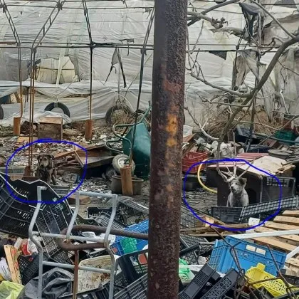 Ужас в Баланово: Кучета живеят във фрапиращи условия, има и жертви СНИМКИ