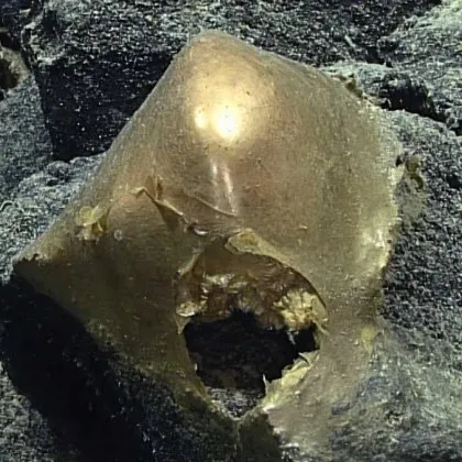 3 години мистерия: &bdquo;златното яйце" от дъното на океана се оказа нещо шокиращо ВИДЕО