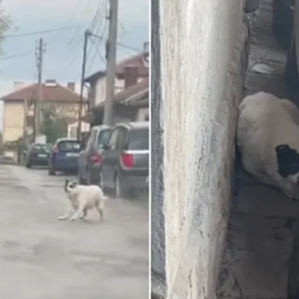 Куче нападна дете в София - майката тръгна да го търси и го хвана в нова атака