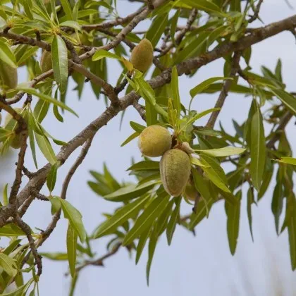Мъж стреля по деца заради бадеми - сигнал от Несебър взриви мрежата