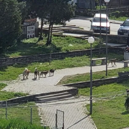 "Не падат от небето": Тумба кучета разбуни духовете в Карлово СНИМКА