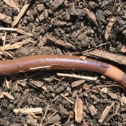 Опасен "скачащ червей" нападна земите на САЩ